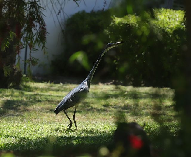 An adult Black-headed Heron walking through the grass